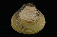 藏品(臺灣蜆)的圖片